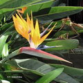 bird-of-paradise